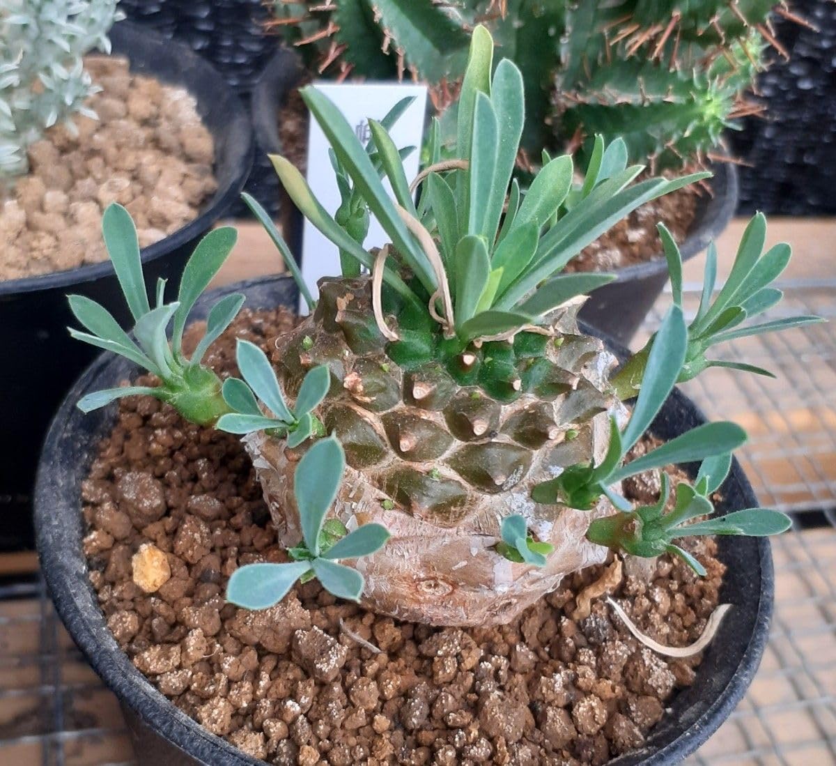 Amazon.co.jp: ユーフォルビア 5種 紅彩閣 白樺キリン 紅ホリダ